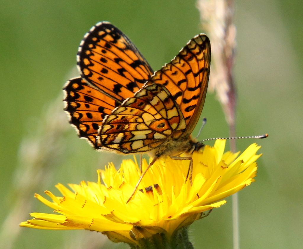 Boloria selene o euphrosyne?
